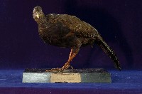 藍腹鷴藏品圖，第4張